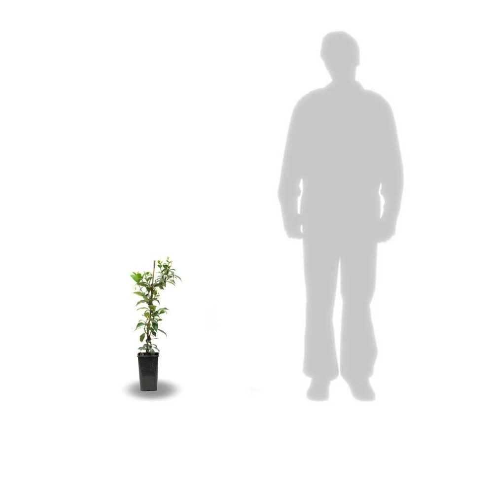 Clématite Saphyra® Violetta "m32-10'/godet - 5/10 Cm – Image 4