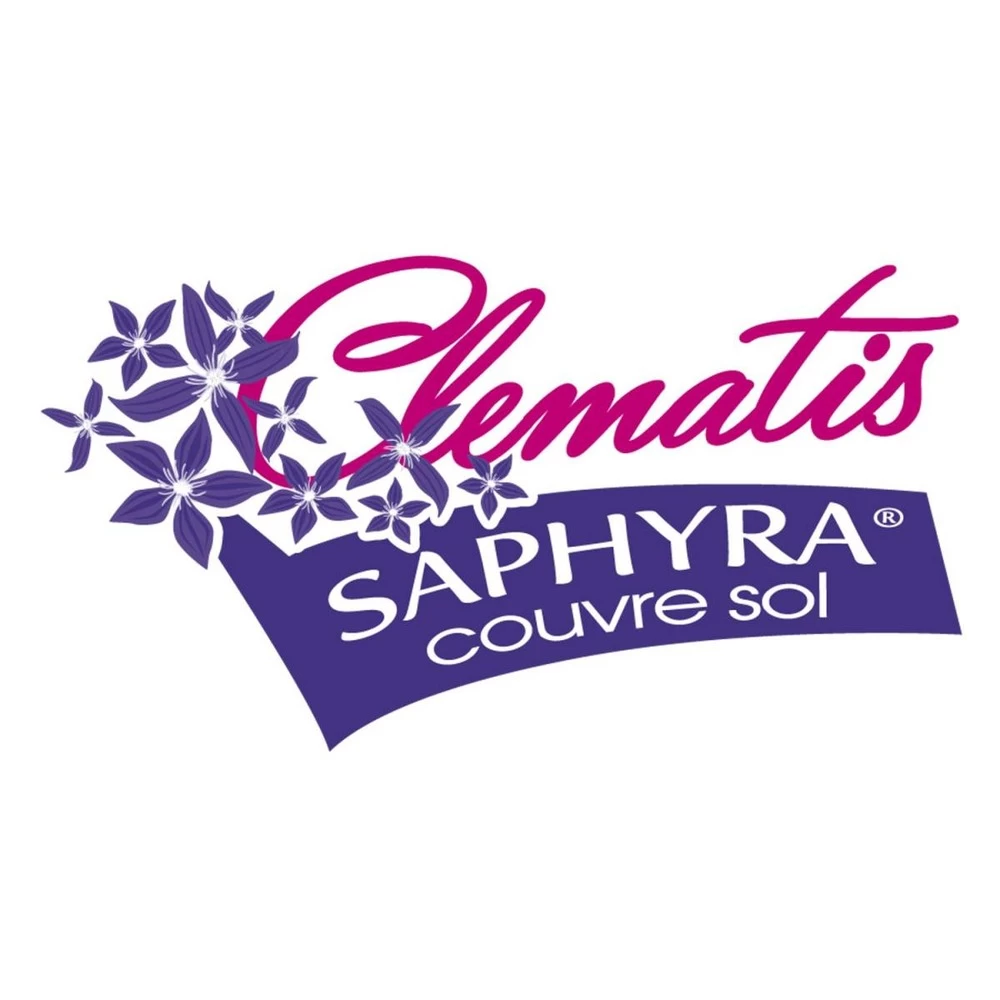 Clématite Saphyra® Violetta "m32-10'/godet - 5/10 Cm – Image 5