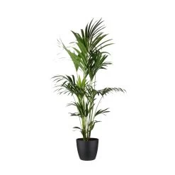 Kentia Palme - Howea Forsteriana - Xxl - Environ 165cm De Haut - Dans Le Pot "brussels" - Noir