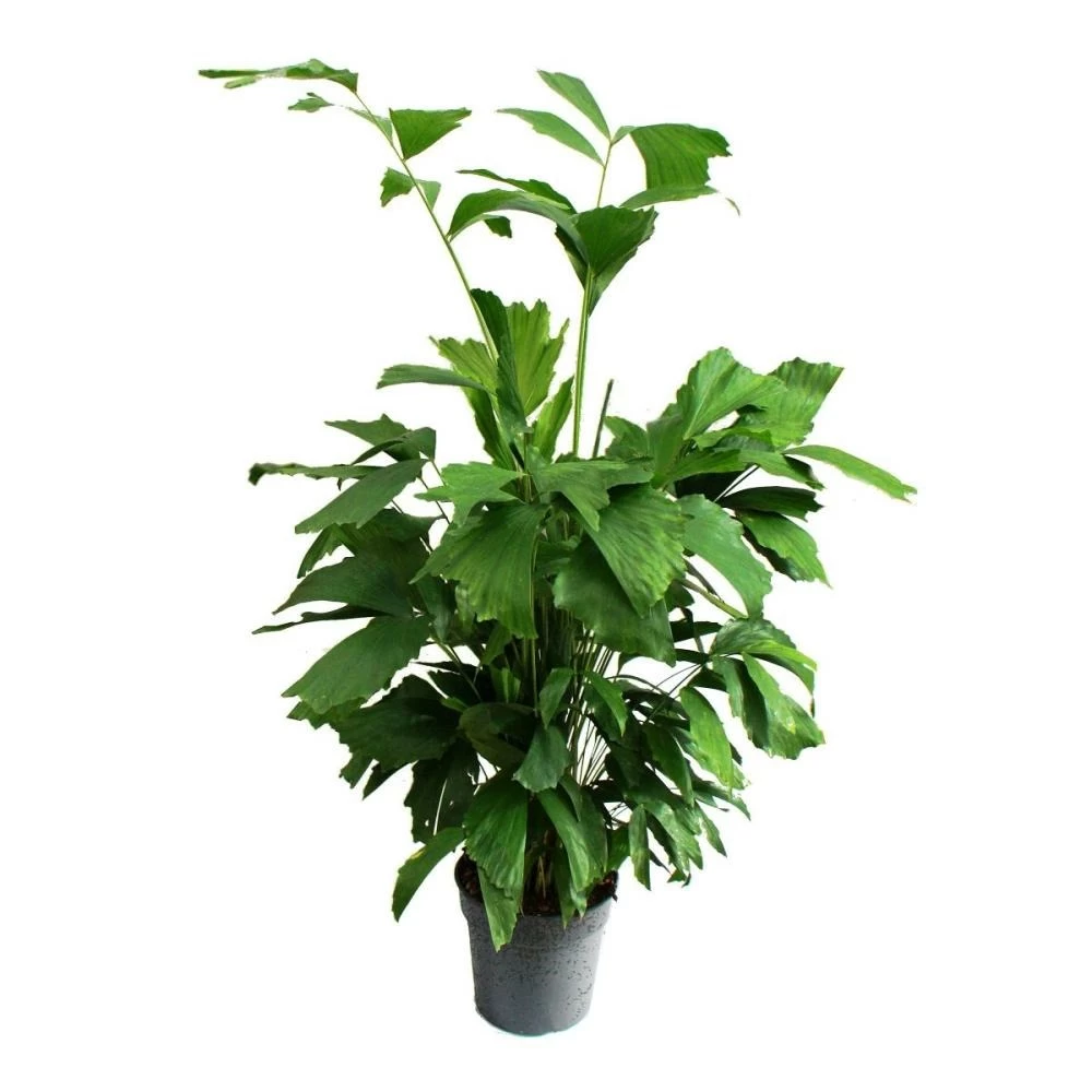 Caryota Mitis - Palmier Ă Queue De Poisson - Environ 120 Cm De Haut - Palmier Solitaire