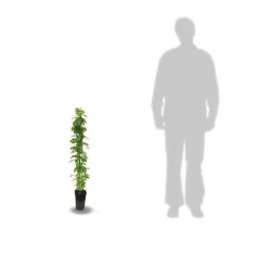 Clématite Montana Starlet® White Perfume 'fpdw2009/pot De 3l - Echelle Bambou 60/120 Cm