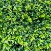 Feuillage Artificiel Verdure Prix/m²