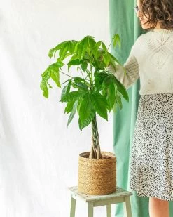 Plante D'intérieur - Grand Pachira 65cm