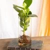 Plante D'intérieur - Grand Clusia En Hydroculture Et Son Vase En Verre 30cm