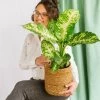 Plante D'intérieur - Dieffenbachia Compacta 60cm