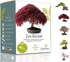 Mini Kit Prêt à Pousser Bonsai