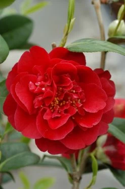 Camélia 'strawberry Perfect' - 4l