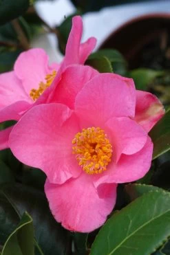 Camélia 'anne Marie Pichon' - 4l