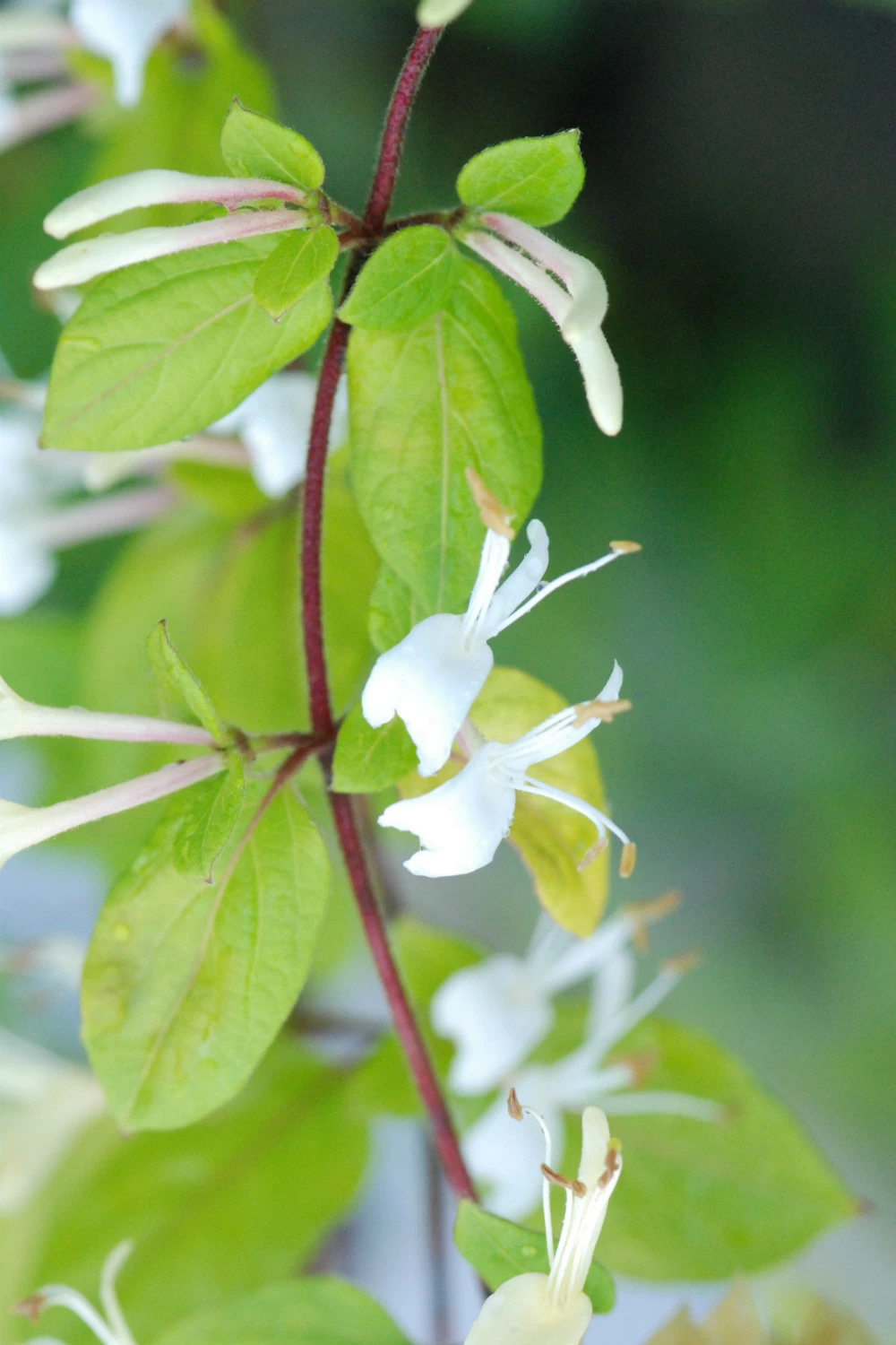 Chèvrefeuille 'hall's Prolific' - 3l