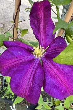 Clématite 'voluceau' - 3l