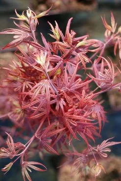 Erable 'shaina' - 4l