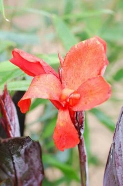 Canna 'bronze Scarlet' - 3l