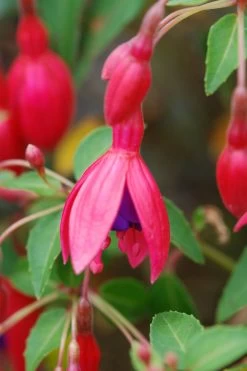 Fuchsia 'tom Thumb' - 3l