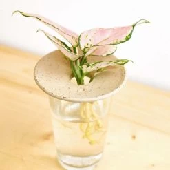 Coupelle D'hydroculture