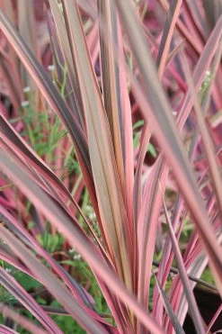 Cordyline 'southern Splendour' - 5l