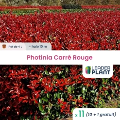 11 X Photinia Carré Rouge En Pot De 4 L