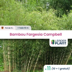 11 X Bambou Fargesia Campbell En Pot De 5 L