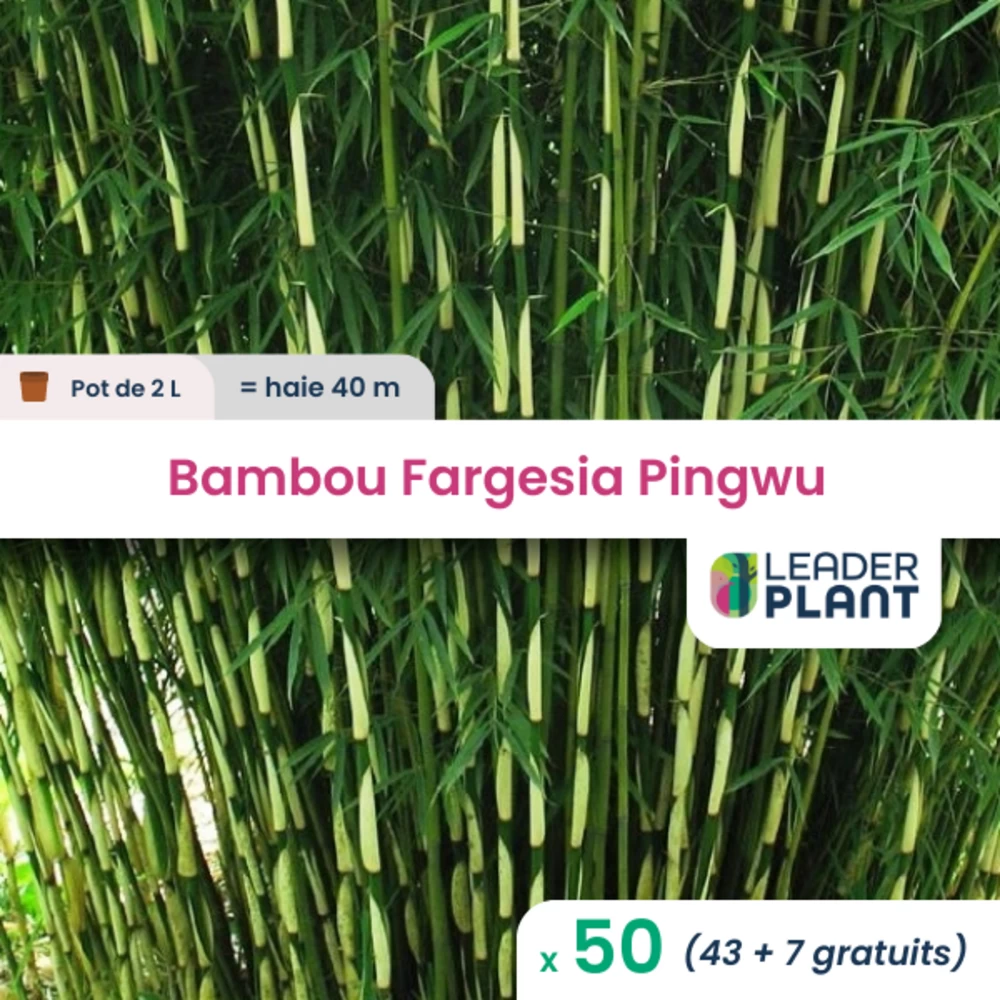 50 X Bambou Fargesia Pingwu En Pot De 2 L