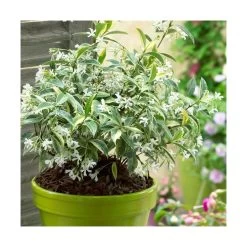 Jasmin étoilé Jasminoïdes Sun Lover®/pot De 4l