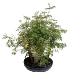 Bonsaï D'extérieur Avec Soucoupe, 10/12 Ans