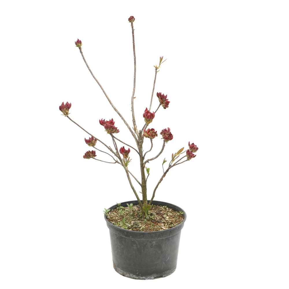 Azalea Mollis Trevarez Pot 7,5L â Image 2