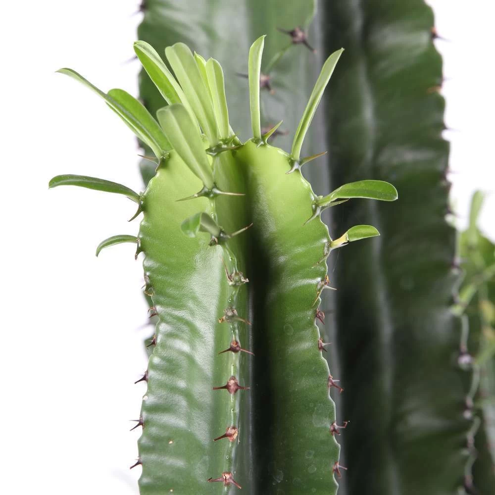 Euphorbe Erythrea H170cm : Pot Ă35cm