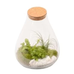 Terrarium Penché Avec Bouchon Liège D30cm
