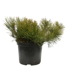 Pinus Mugo Pumilio H30/40cm : Pot 3L