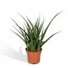 Sansevieria Fernwood Punk - H30cm, ø12cm - Plante D'intérieur Sans Entretien