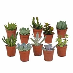 Succulentes, Box De 10 Plantes - H13cm, ø5,5cm - Plantes D'intérieur