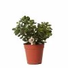 Crassula - H18cm, ø9cm - Plante D'intérieur